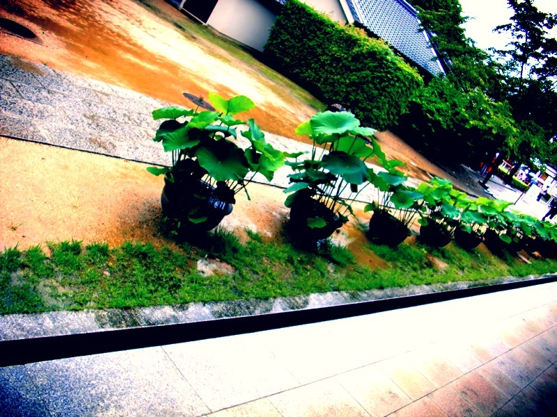 蓮の花たち