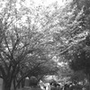 walk