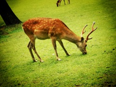 奈良公園の鹿さん