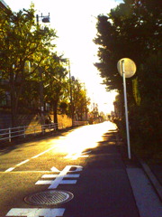 bright trees