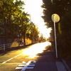 bright trees