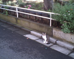 近所の猫さん