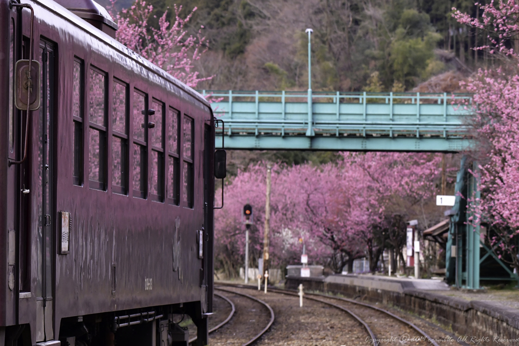 ほろ酔い列車