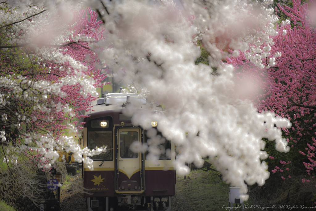 華縫い列車