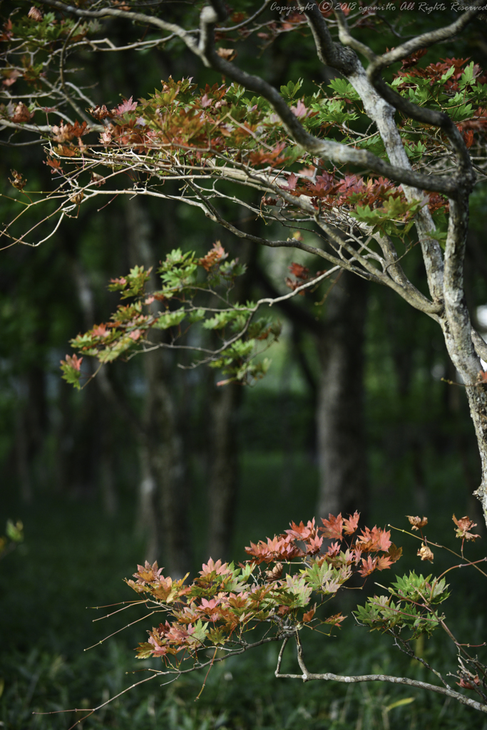 ほんのり紅葉色