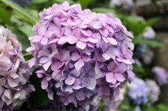 紫陽花