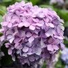 紫陽花