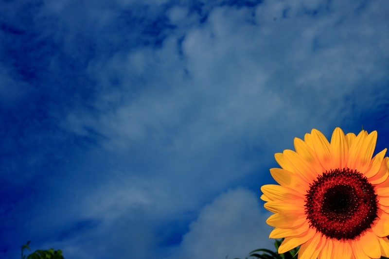 Summer flowers