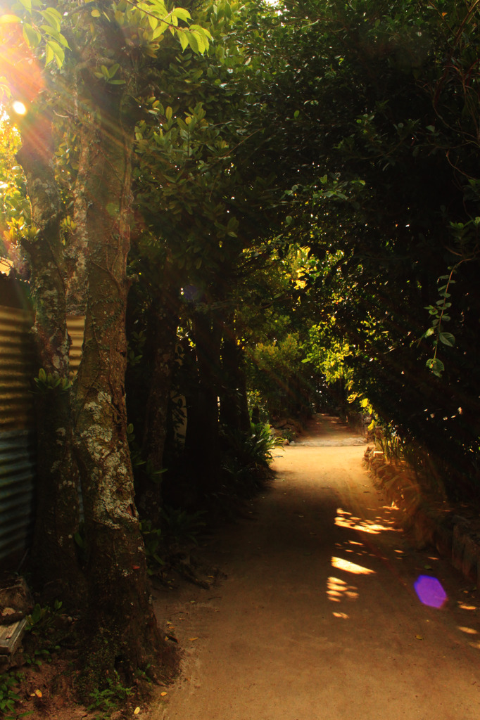 春のプリズム光線