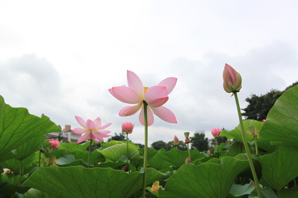 上昇