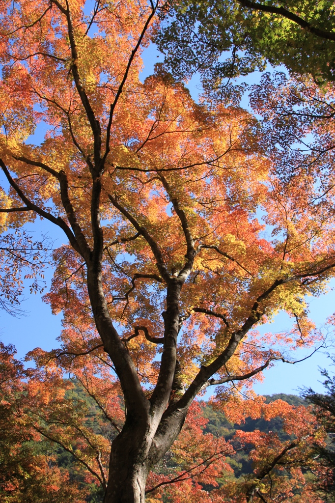 紅天