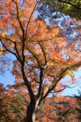 紅天