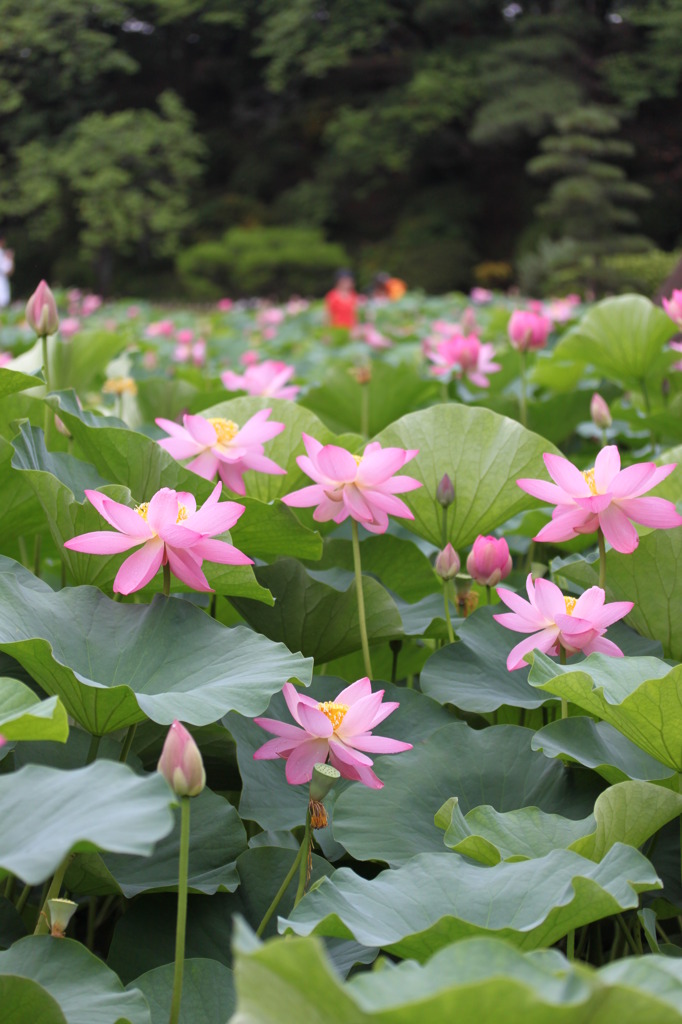 花園
