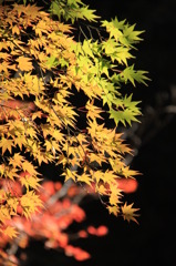 秋虹