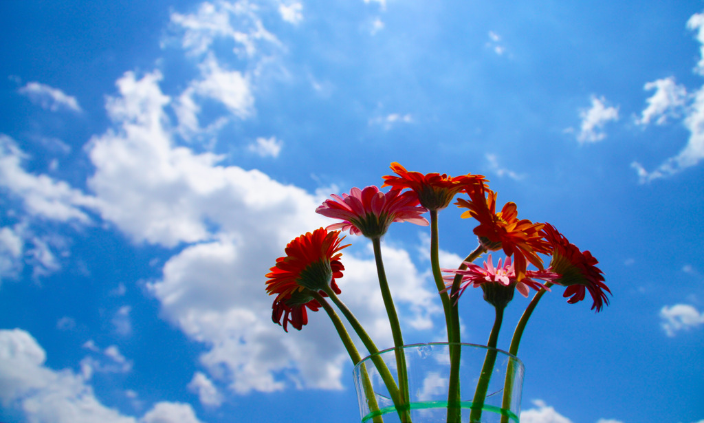 花と空