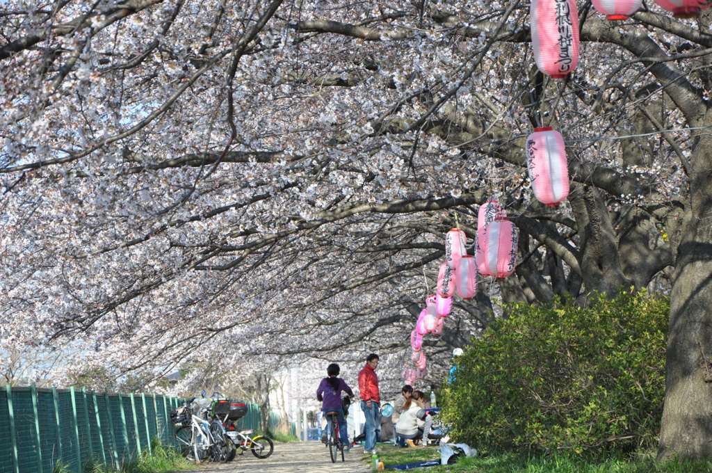 sakura