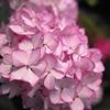 紫陽花