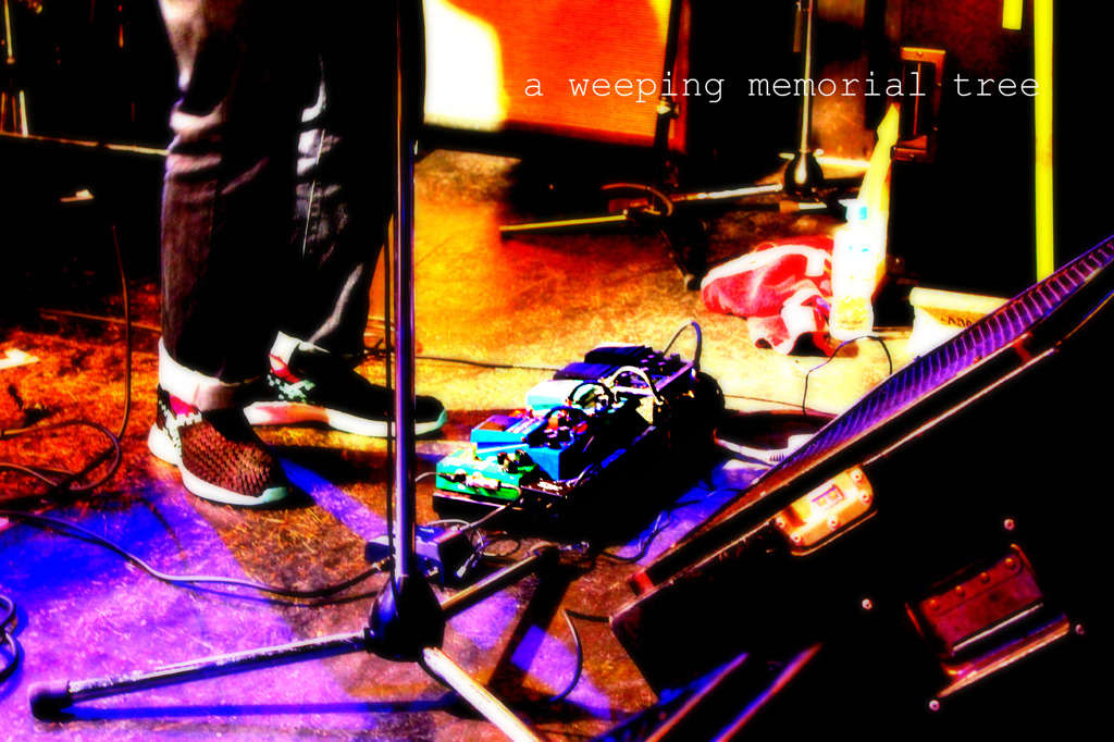 シダレキネンジュ