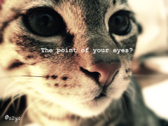 The point of your eyes