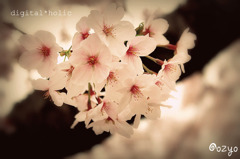 cherry tree