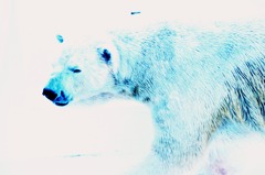 ＰＯＬＡＲ