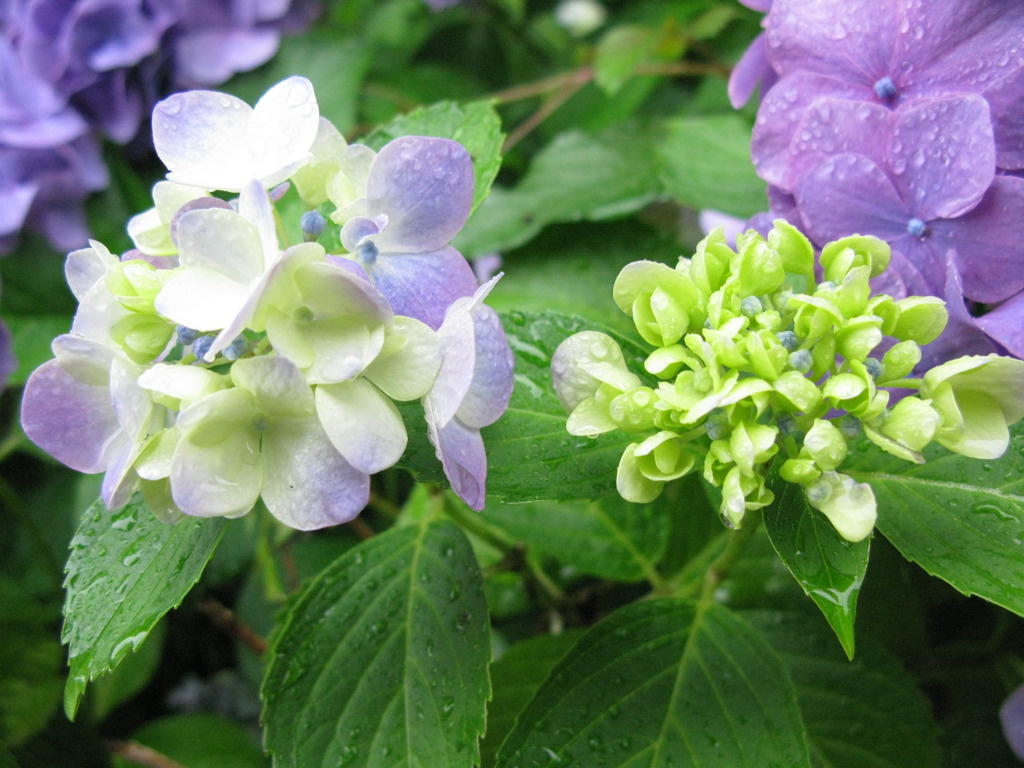 紫陽花04