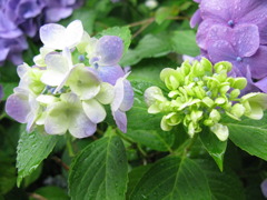 紫陽花04