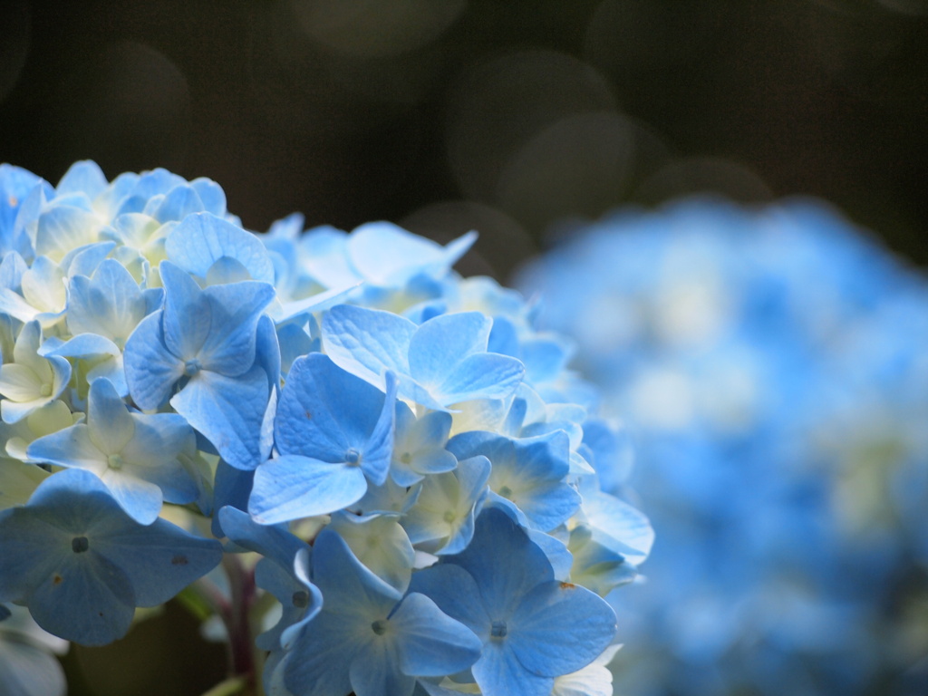 水色紫陽花