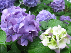 紫陽花03