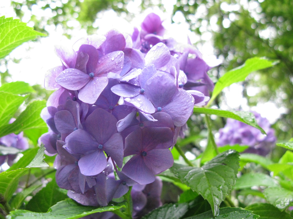 紫陽花02