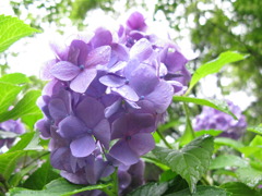 紫陽花02