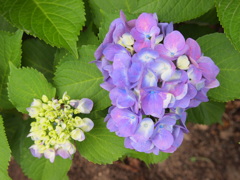 親子紫陽花