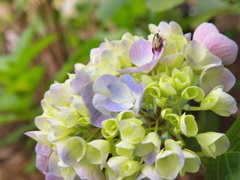 紫陽花と虫