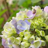 紫陽花と虫