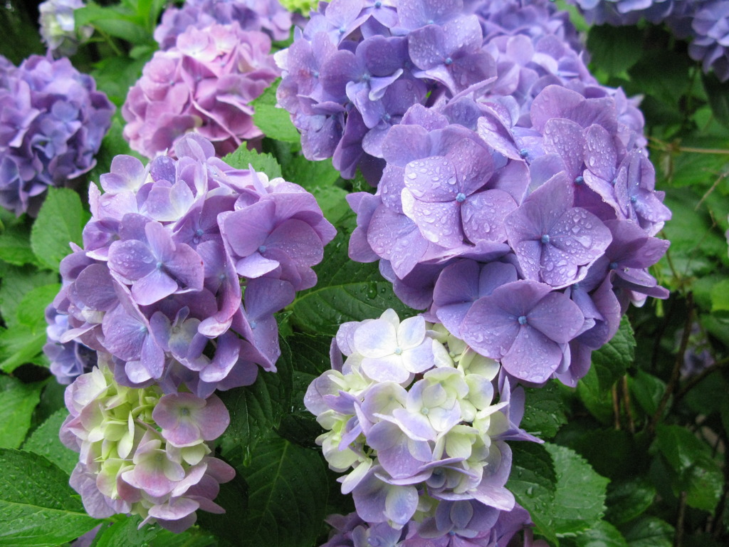 紫陽花01