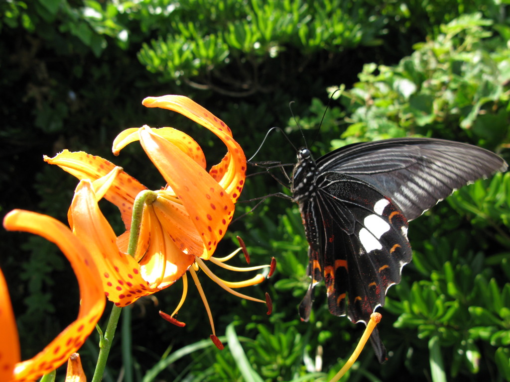 黒い蝶と橙の花