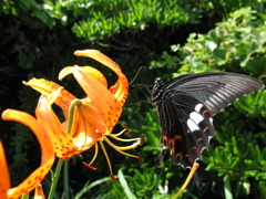 黒い蝶と橙の花