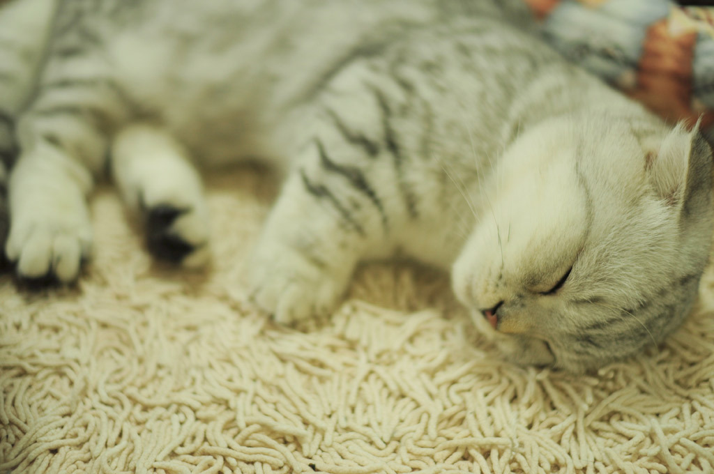にゃんにゃん写真