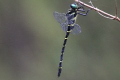 IMG_