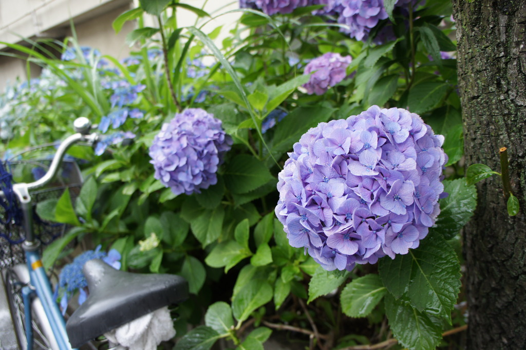 紫陽花と自転車