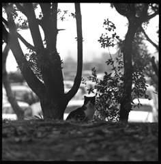 Between trees...