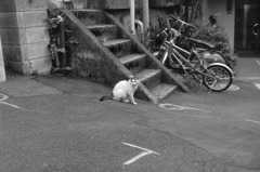 坂道の猫