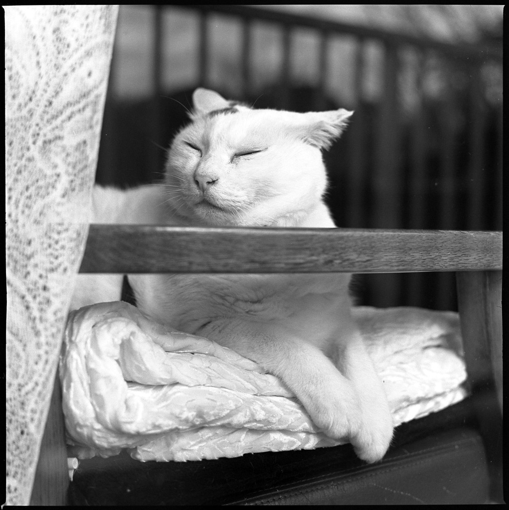 外の寒さを知らない猫