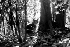光の森の猫