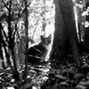 光の森の猫