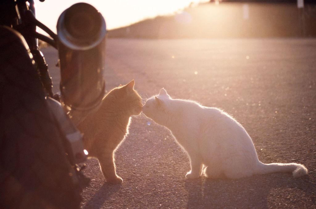 ここでキスして