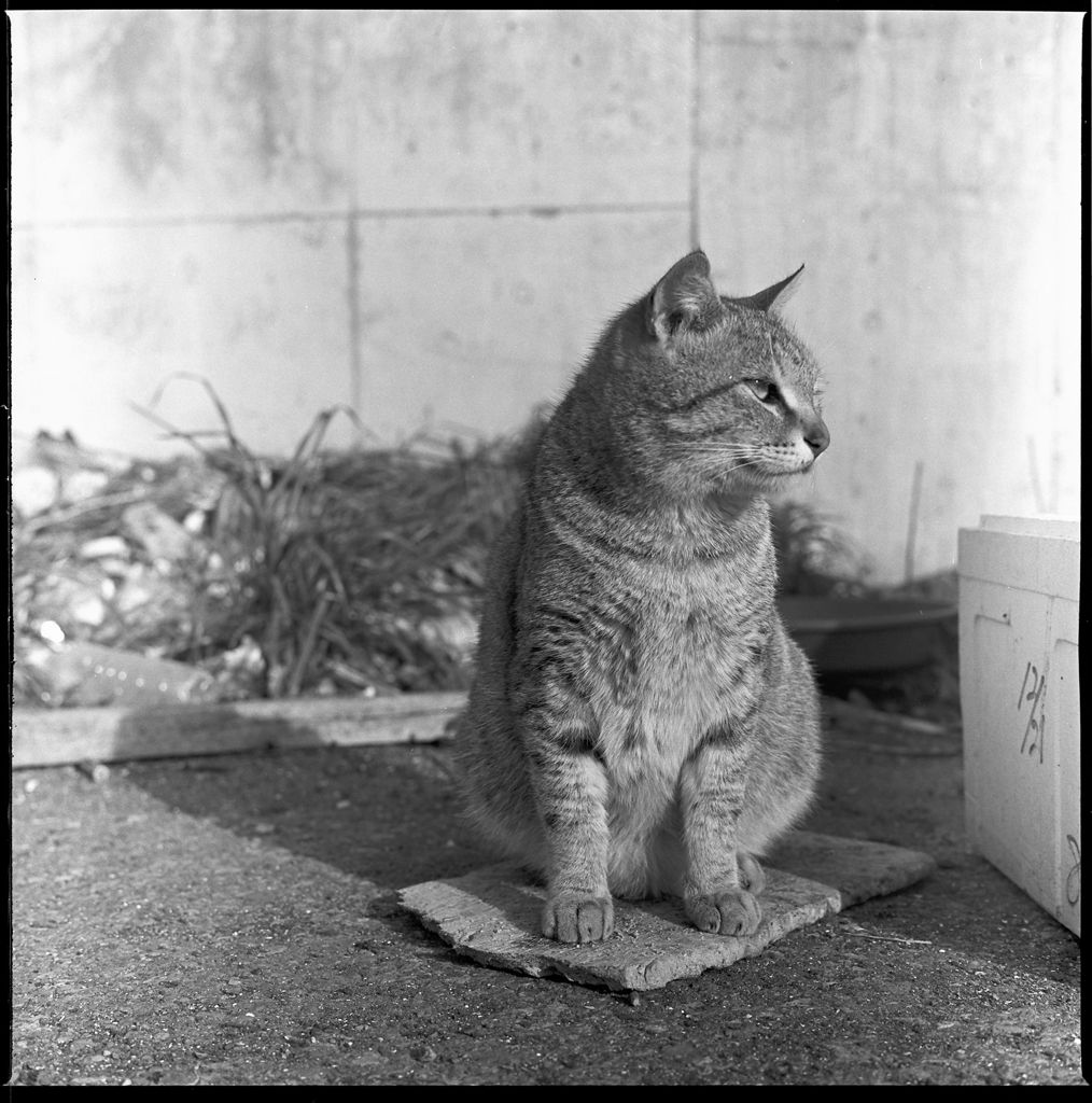 ざぶとん