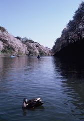 内堀の桜