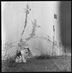 伸びすぎた草と隈取り猫