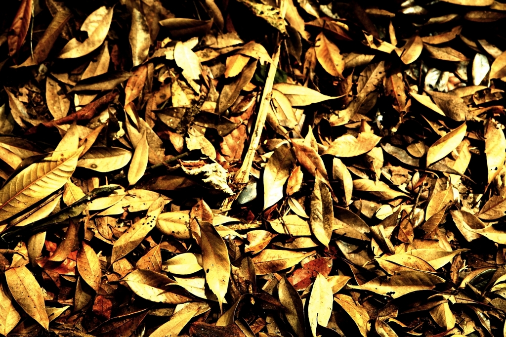 Falling leaves, 落葉